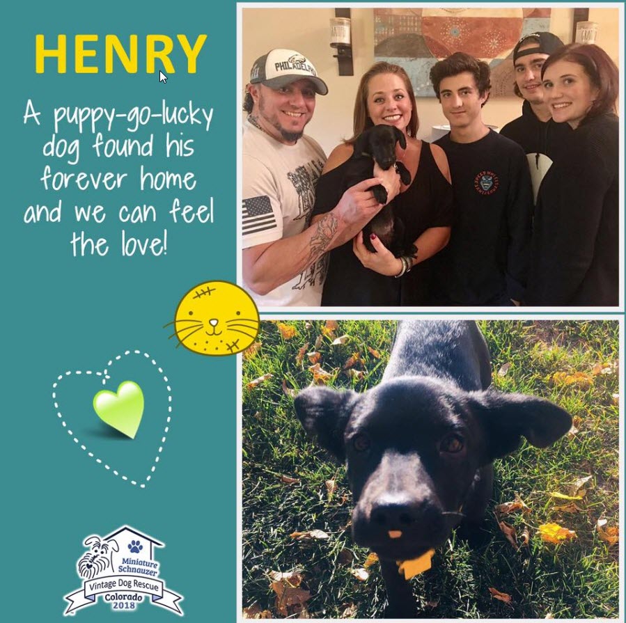 Henry Adopted schnauzer