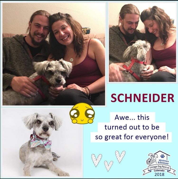 Schneider Adopted schnauzer