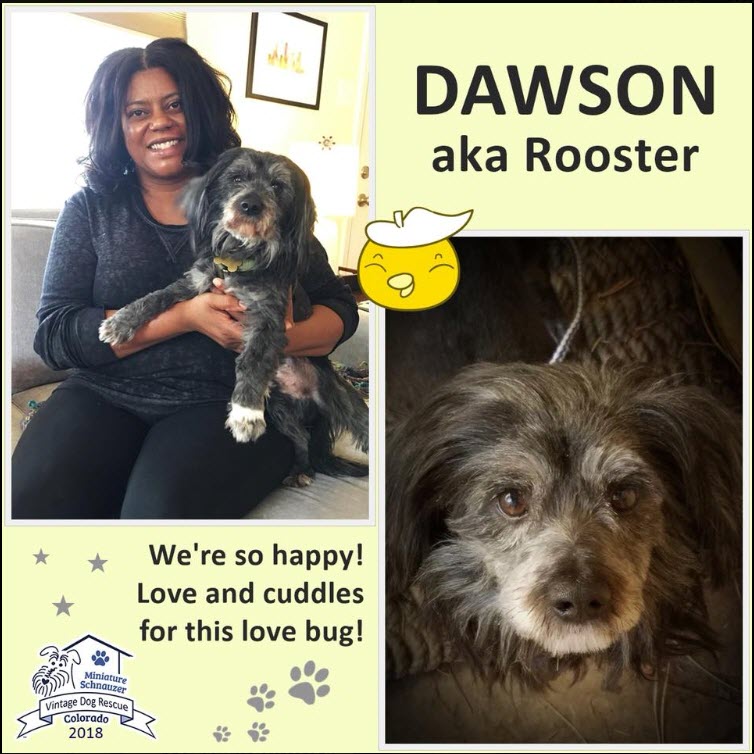 Dawson aka Rooster Adopted schnauzer