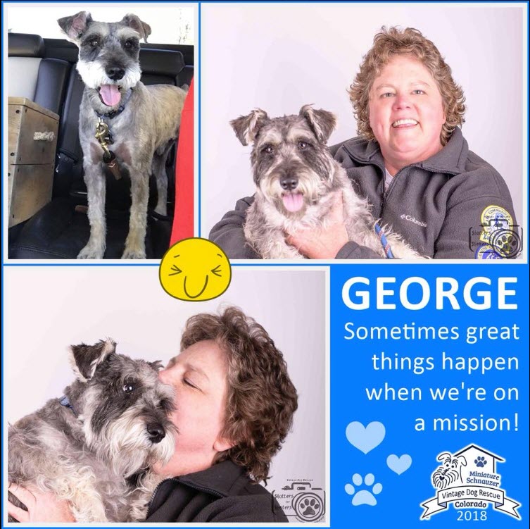 George Adopted schnauzer