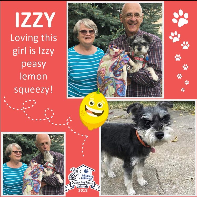 Izzy Adopted schnauzer