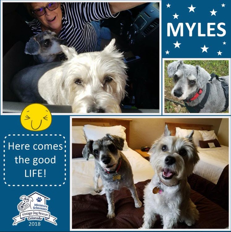 Myles Adopted schnauzer