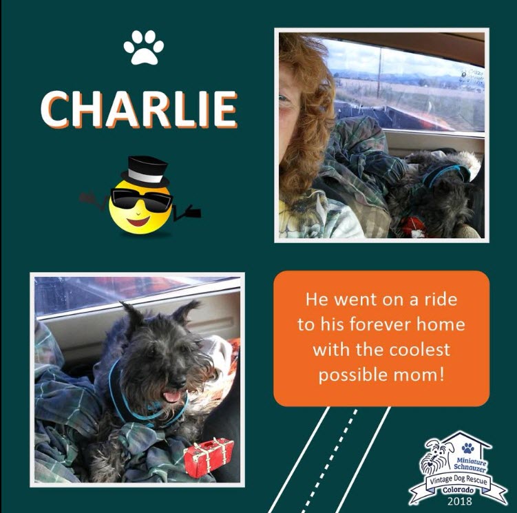 Charlie Adopted schnauzer