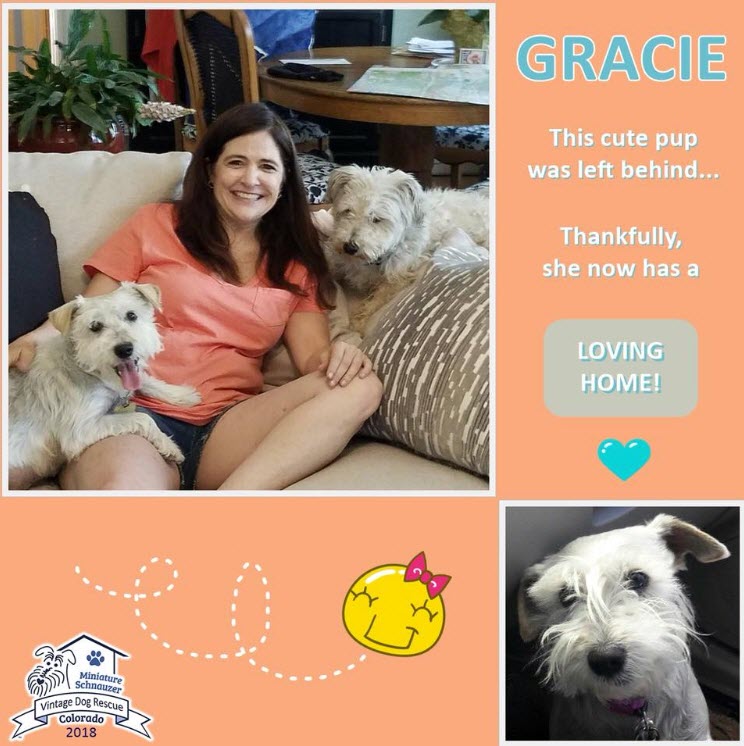 Gracie Adopted schnauzer