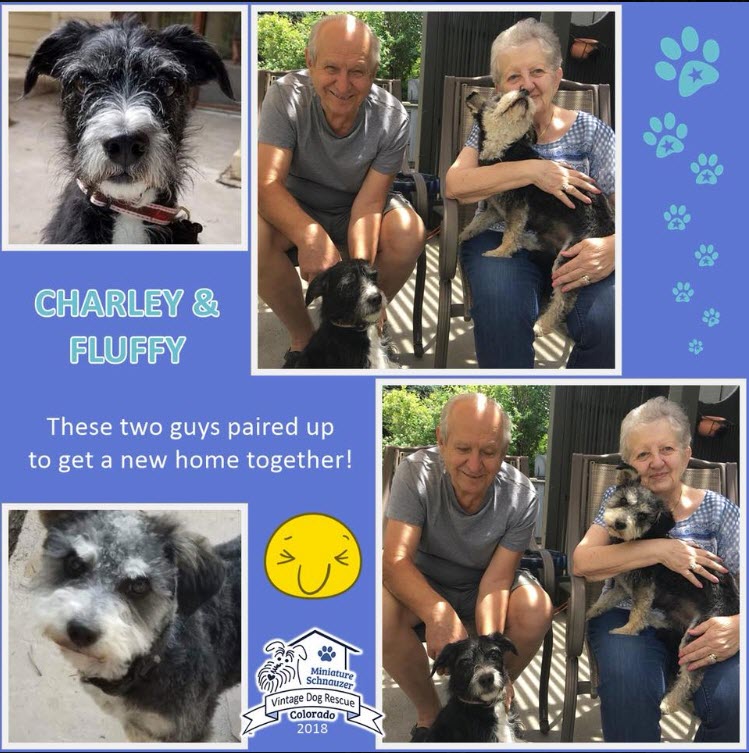 Charley and Fluffy Adopted schnauzer