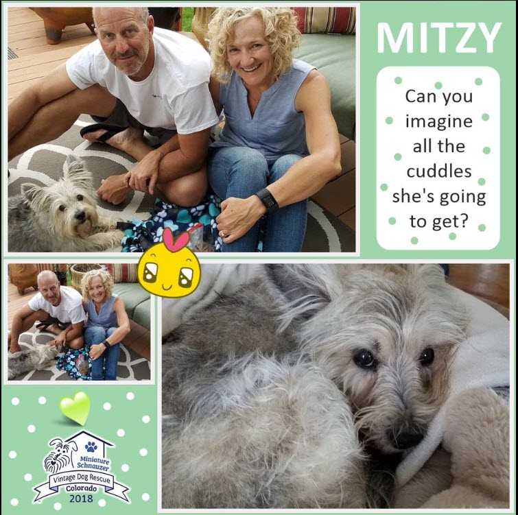 Mitzy Adopted schnauzer