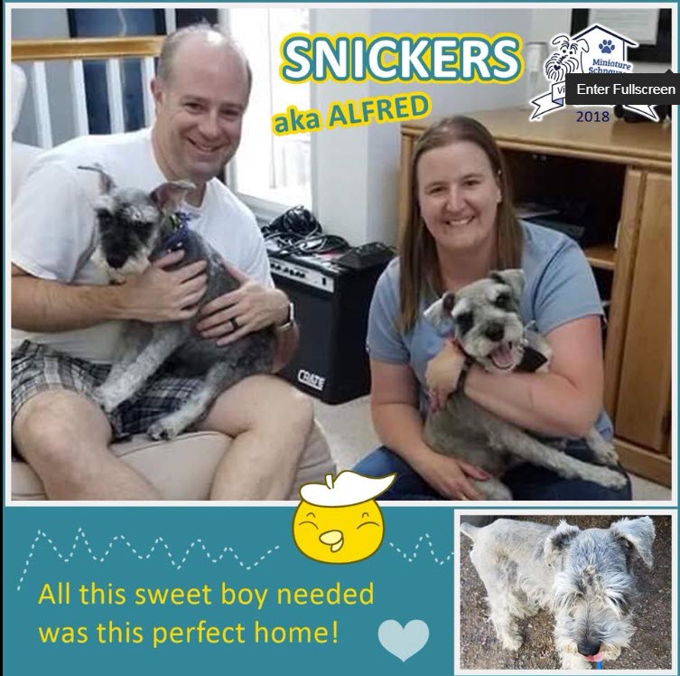 Snickers aka Alfred Adopted schnauzer