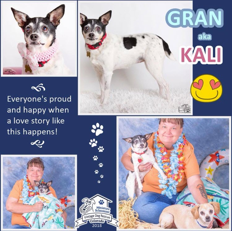 Gran aka Kali Adopted schnauzer