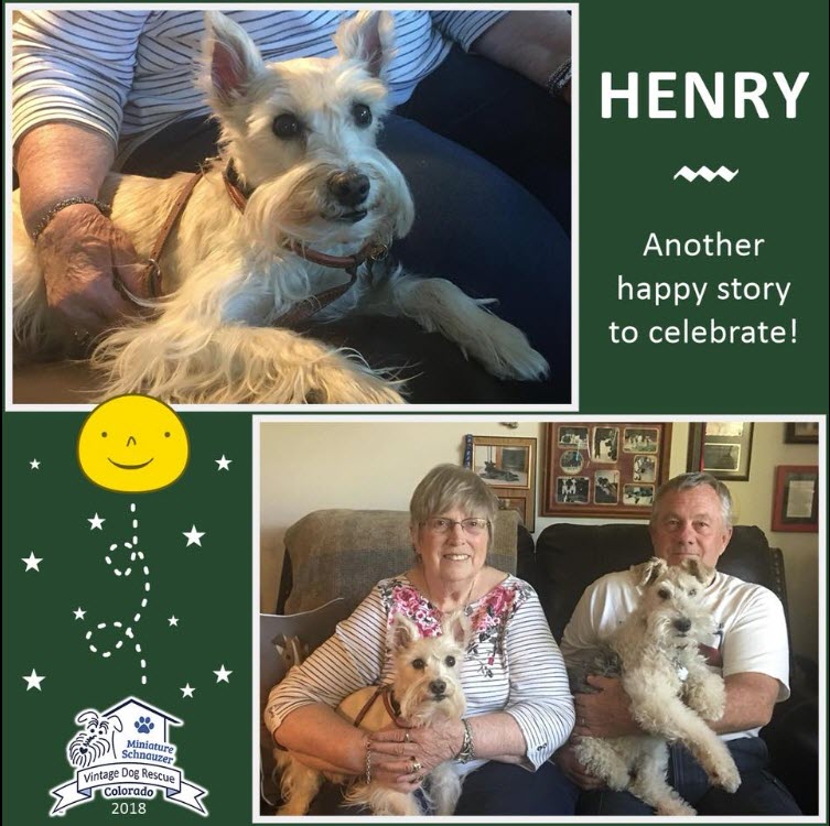 Henry Adopted schnauzer