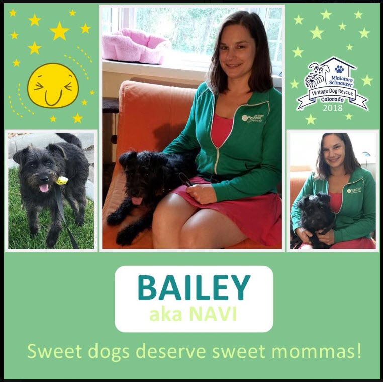 Bailey now Navi Adopted schnauzer