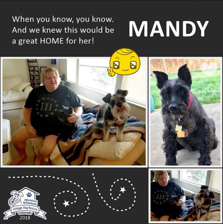 Mandy Adopted schnauzer