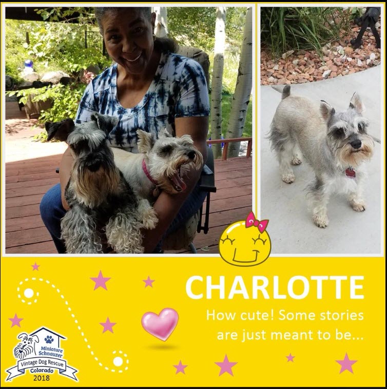 Charlotte Adopted schnauzer