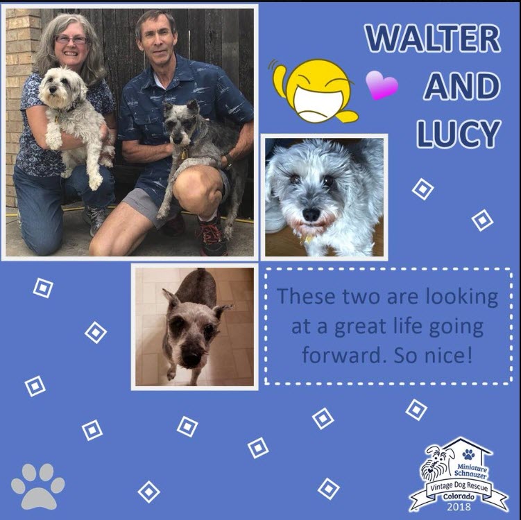 Walter and Lucy Adopted schnauzer