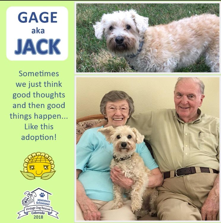 Gage aka Jack adopted schnoodle