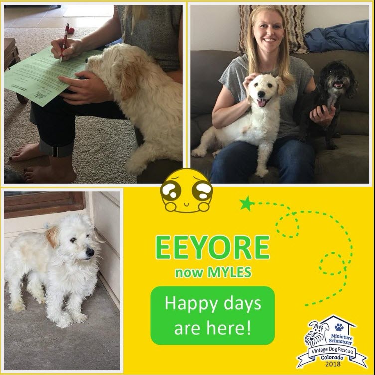 Eeyore now Myles Adopted schnauzer