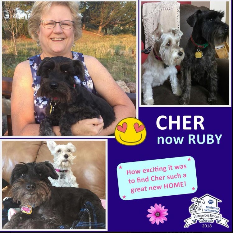 Cher now Ruby Adopted schnauzer