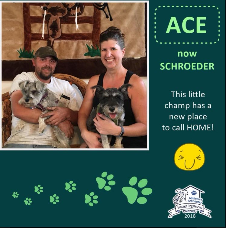 Ace now Schroeder Adopted schnauzer