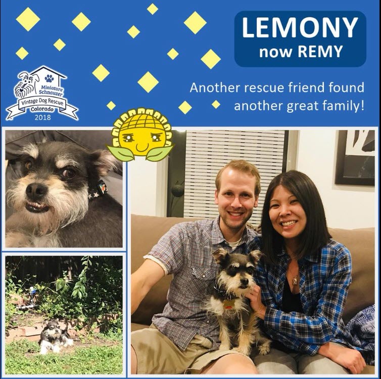 Lemony now Remy Adopted schnauzer