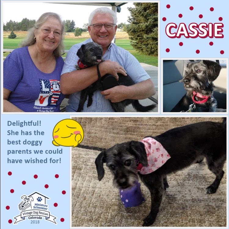 Cassie Adopted schnauzer