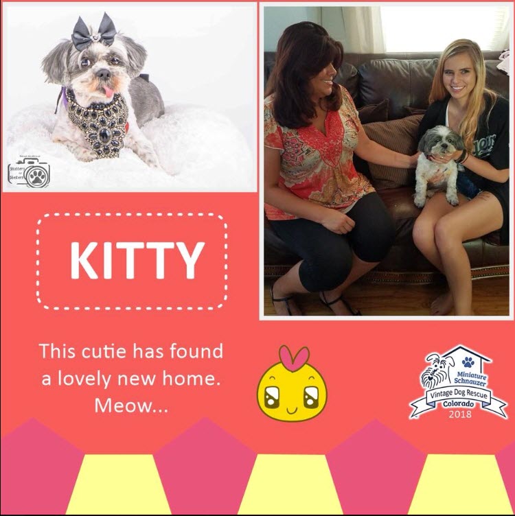 Kitty shihtzu adopted