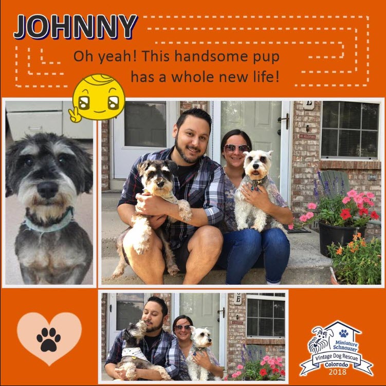 Chevy and Kamila Adopted schnauzer