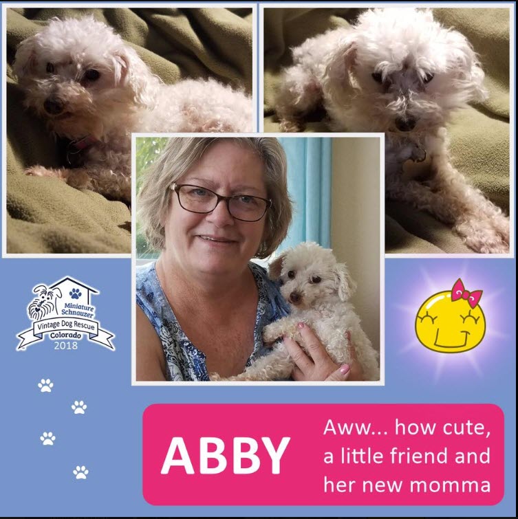 Abby Adopted schnauzer