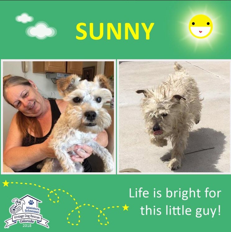 Sunny Adopted schnauzer