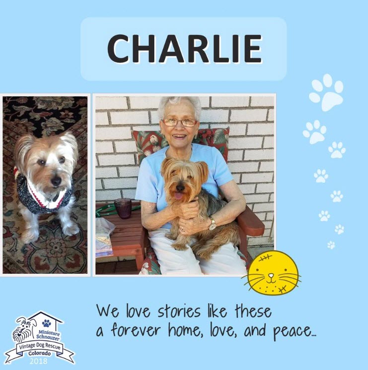 Charlie Adopted schnauzer