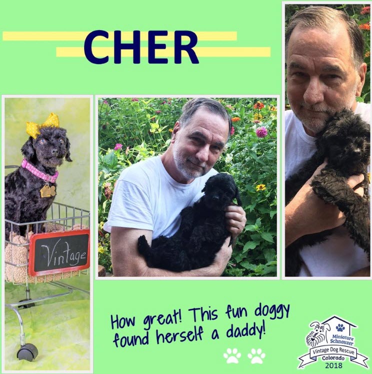 Cher now Miss Schnoodle Adopted schnauzer