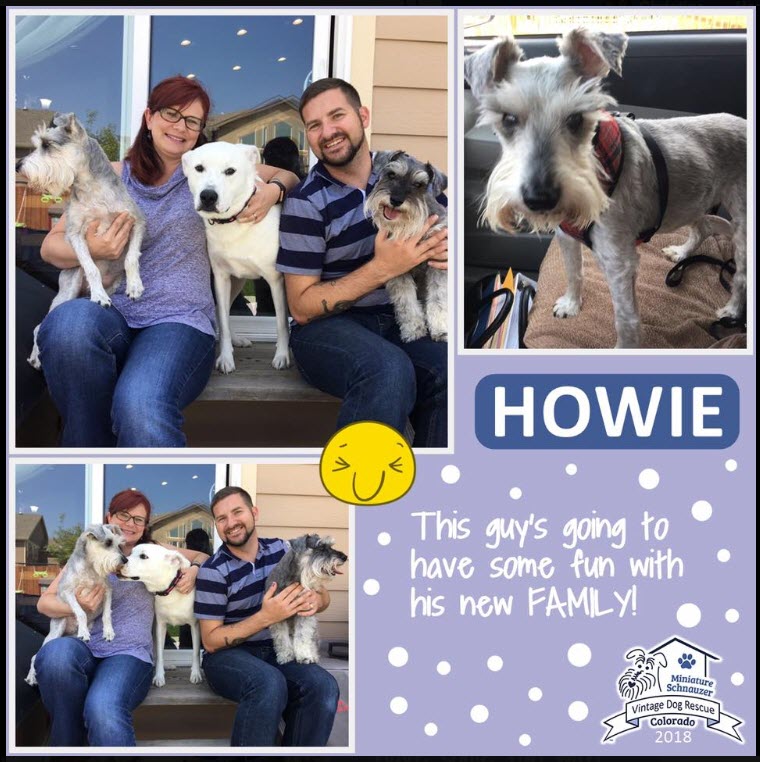 Howie Adopted schnauzer