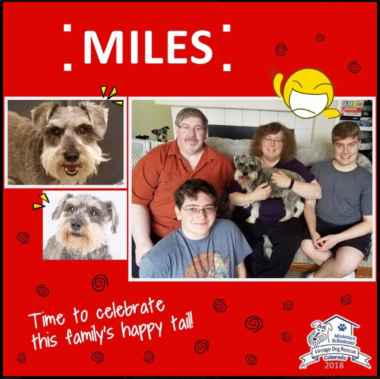 Miles Adopted schnauzer