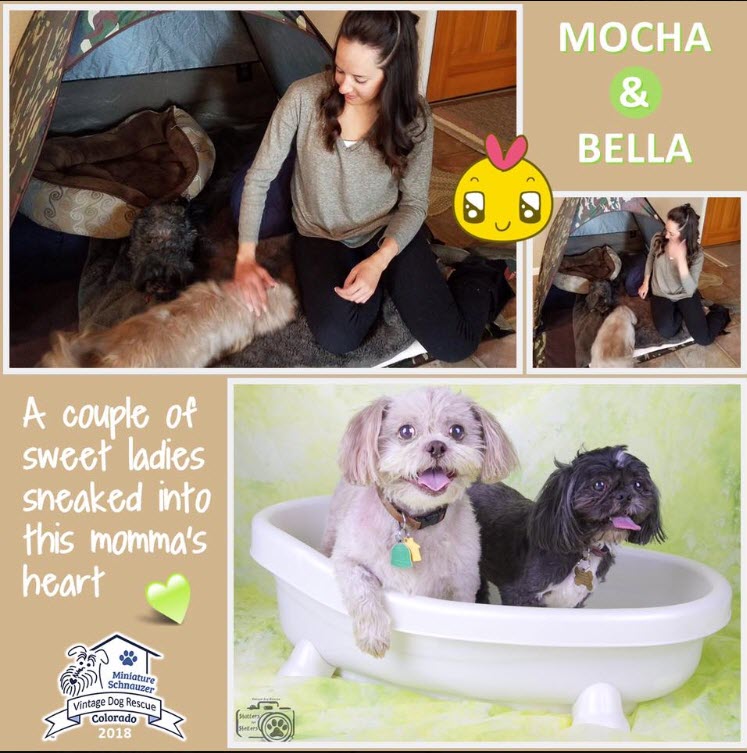 Mocha & Bella Adopted schnauzer