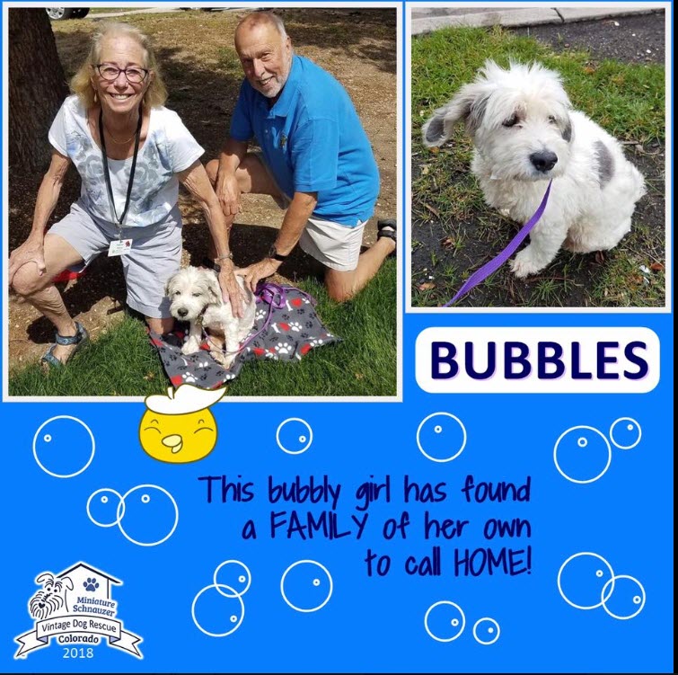 Bubbles Adopted schnauzer