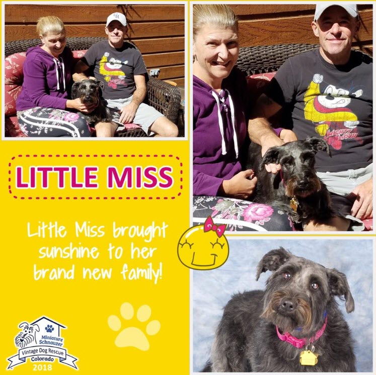 Little Miss Adopted schnauzer