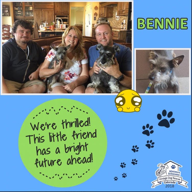 Bennie Adopted schnauzer