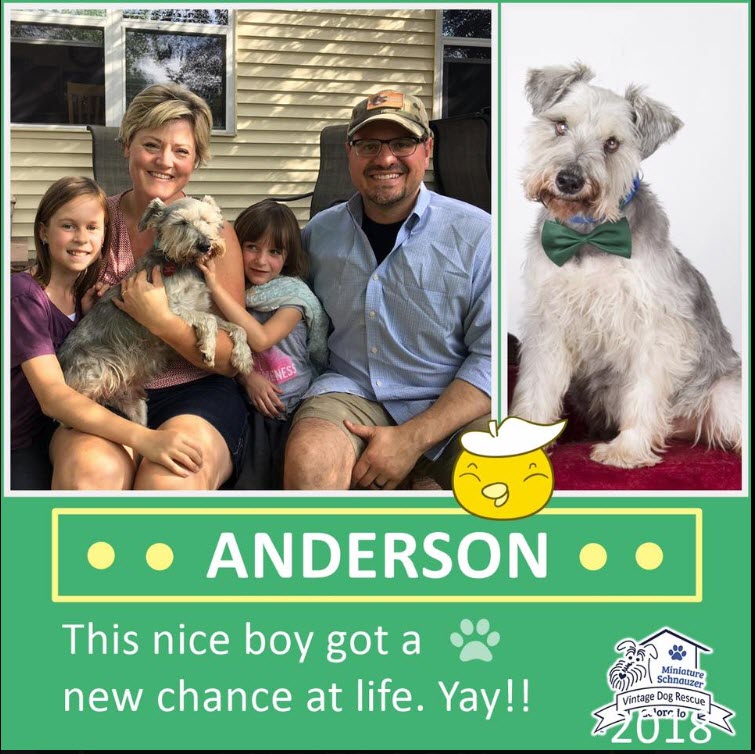 Anderson Adopted schnauzer