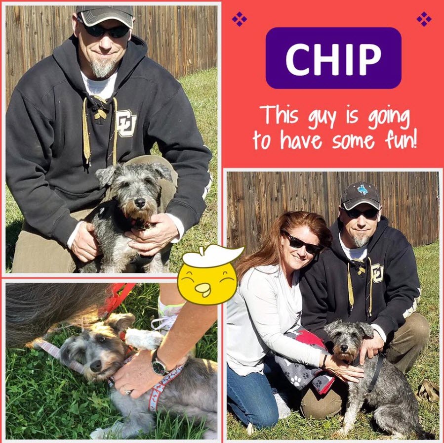 Chip Adopted schnauzer