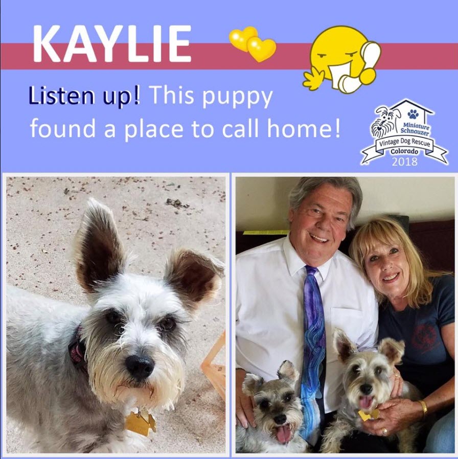 Kaylie Adopted schnauzer