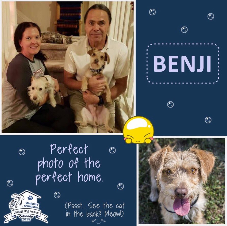 Benji Adopted schnauzer