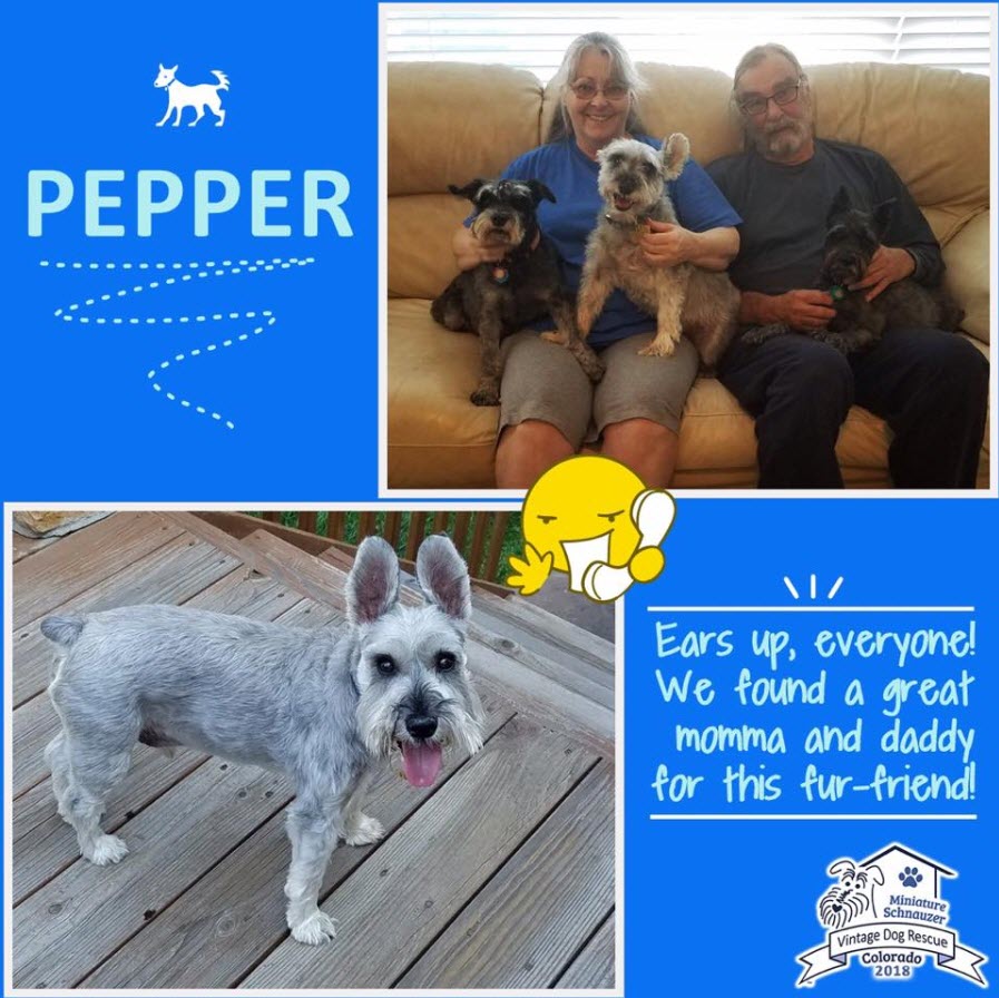 Pepper Adopted schnauzer