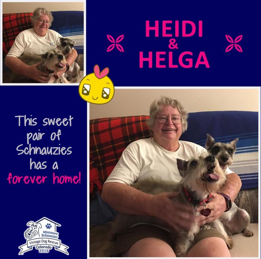 Heidi Helga Adopted schnauzer