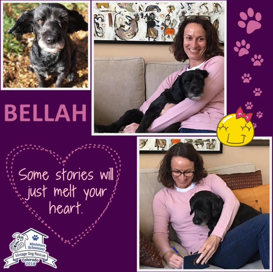 Bellah Adopted terrier