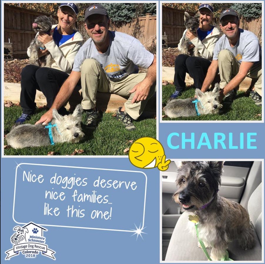 Charlie Cairn Terrier Adopted schnauzer