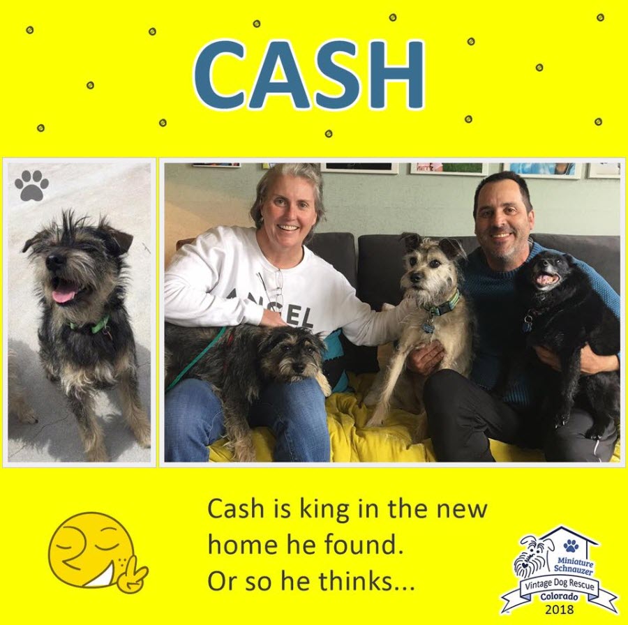 Cash Adopted schnauzer