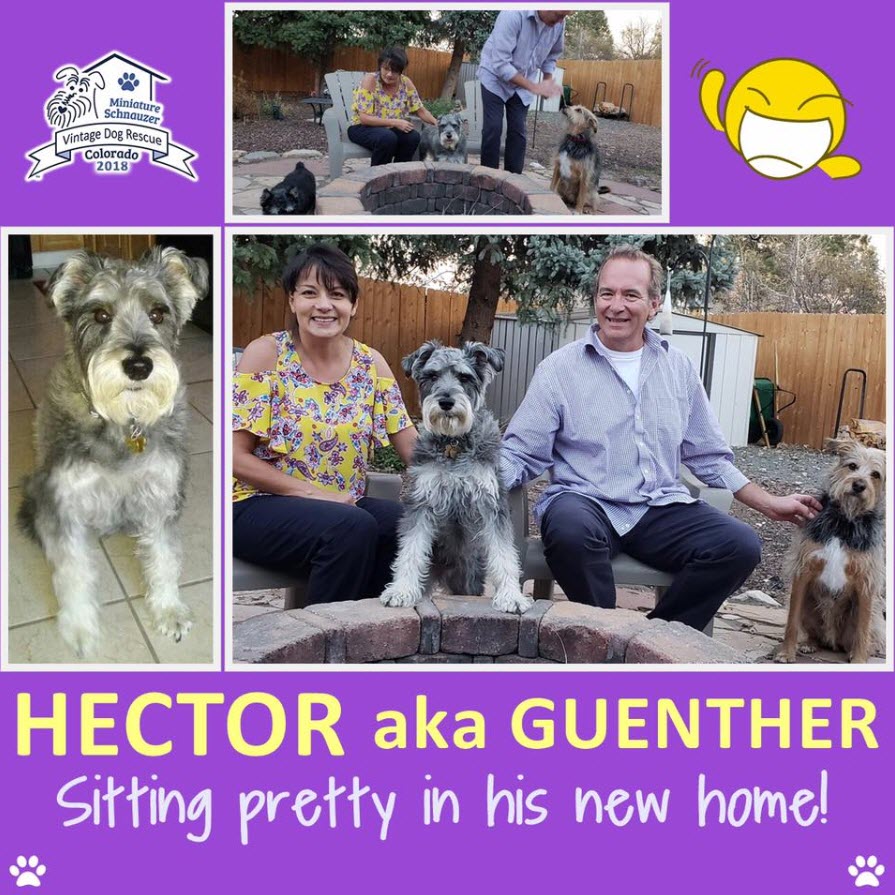 Hector aka Guenther Standard Schnauzer Adopted