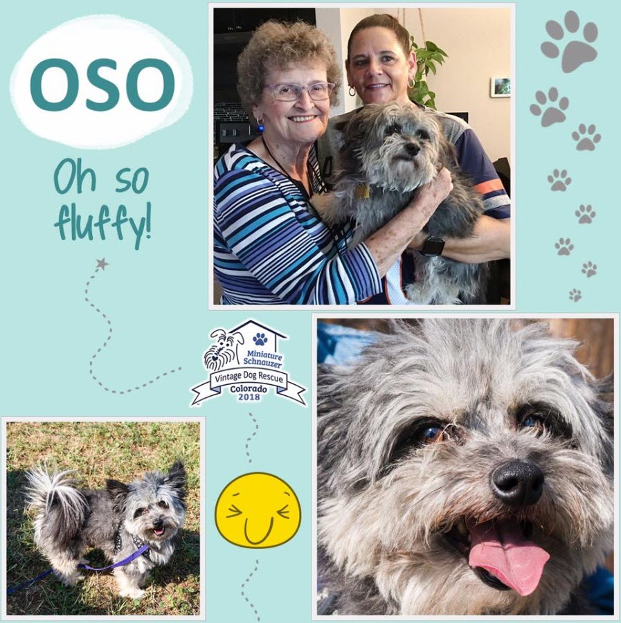 Oso Schnauzer Adopted