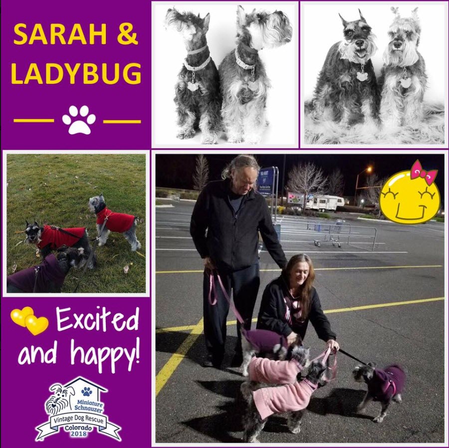 Sarah Ladybug Schnauzer Adopted