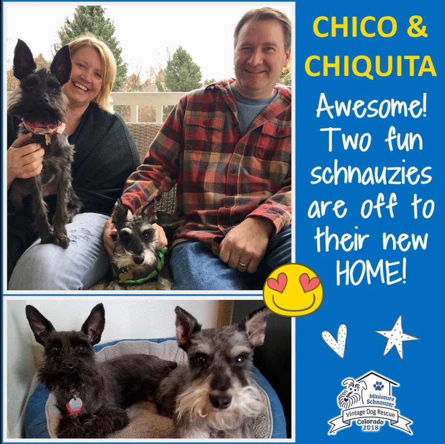 Chico Chiquita Schnauzer Adopted