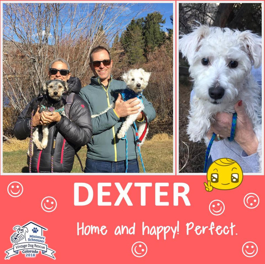 Dexter Schnauzer Adopted