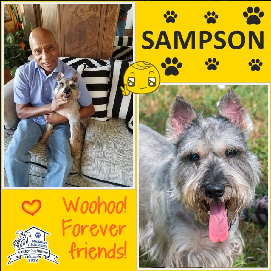 Sampson Schnauzer Adopted